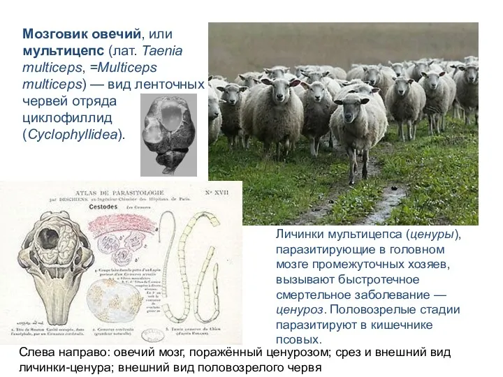 Мозговик овечий, или мультицепс (лат. Taenia multiceps, =Multiceps multiceps) — вид ленточных червей