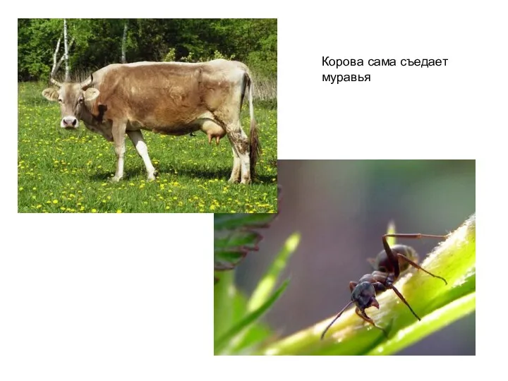 Корова сама съедает муравья
