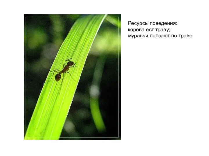 Ресурсы поведения: корова ест траву; муравьи ползают по траве