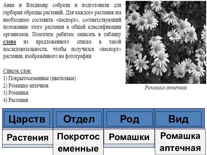 Царство Отдел Род Вид Растения Покротосеменные Ромашки Ромашка аптечная