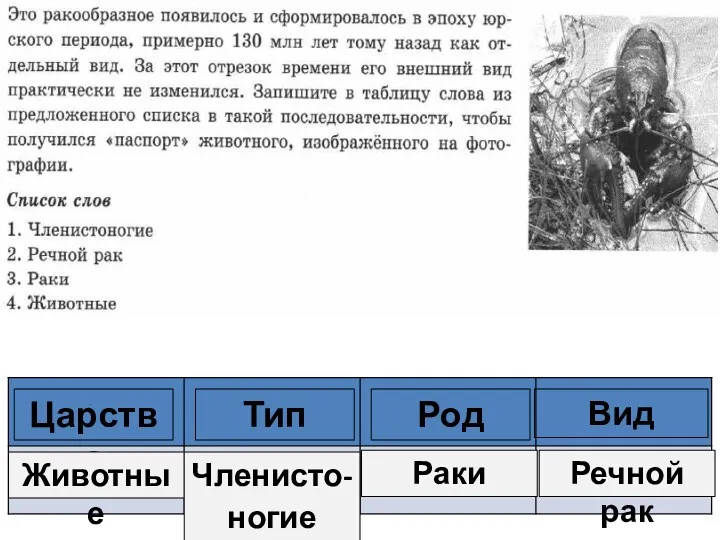 Царство Тип Род Вид Животные Членисто-ногие Раки Речной рак