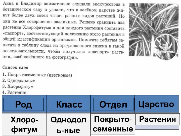 Род Класс Отдел Царство Хлоро-фитум Однодоль-ные Покрыто-семенные Растения