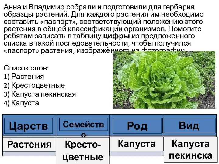 Царство Семейство Род Вид Растения Кресто-цветные Капуста Капуста пекинская Анна