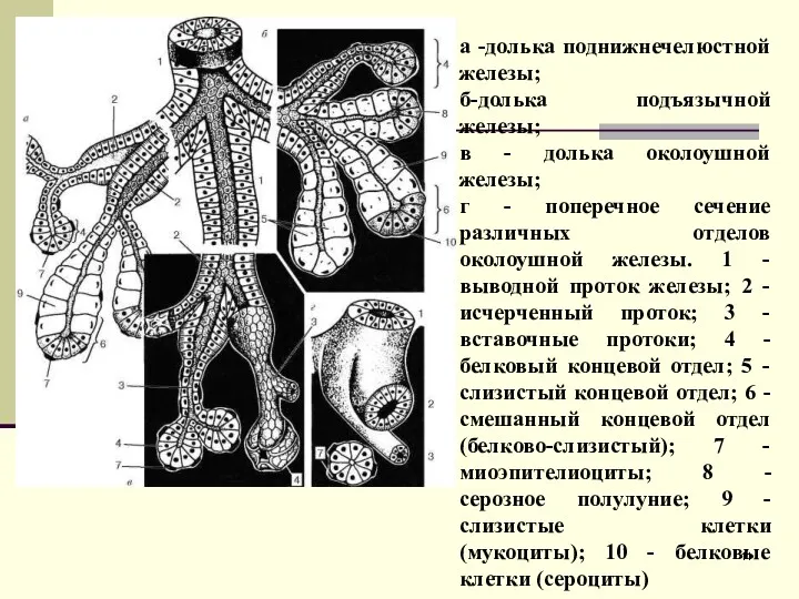 а -долька поднижнечелюстной железы; б-долька подъязычной железы; в - долька