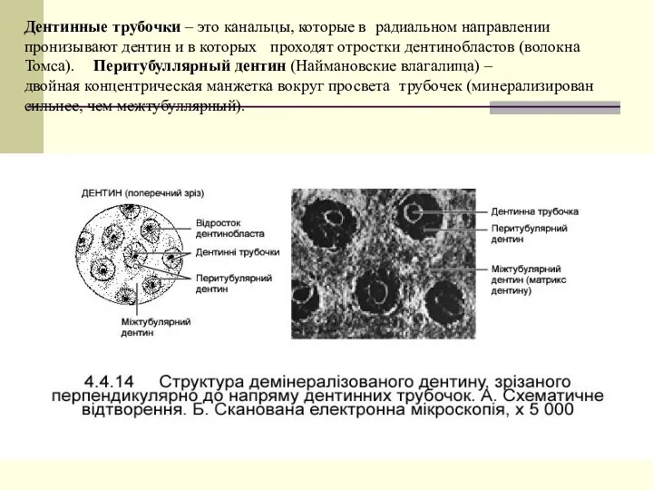 Дентинные трубочки – это канальцы, которые в радиальном направлении пронизывают