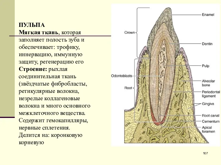ПУЛЬПА Мягкая ткань, которая заполняет полость зуба и обеспечивает: трофику,