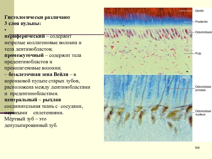 Гистологически различают 3 слоя пульпы: • периферический – содержит незрелые