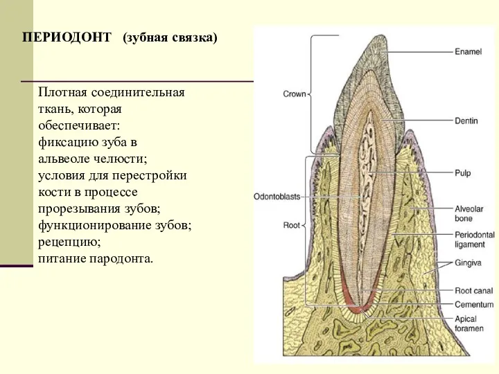 ПЕРИОДОНТ (зубная связка) Плотная соединительная ткань, которая обеспечивает: фиксацию зуба