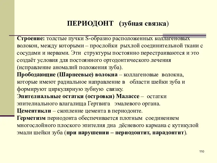 Строение: толстые пучки S-образно расположенных коллагеновых волокон, между которыми –