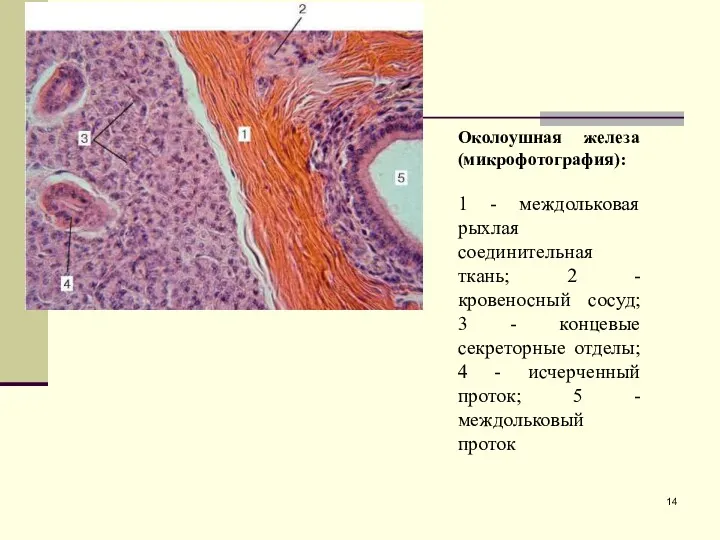 Околоушная железа (микрофотография): 1 - междольковая рыхлая соединительная ткань; 2