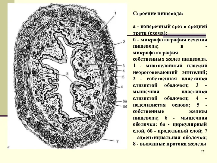 Строение пищевода: а - поперечный срез в средней трети (схема);