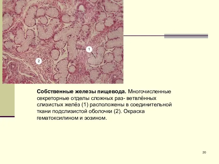 Собственные железы пищевода. Многочисленные секреторные отделы сложных раз- ветвлённых слизистых