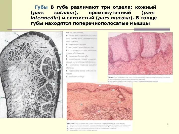 Губы В губе различают три отдела: кожный (pars cutanea), промежуточный