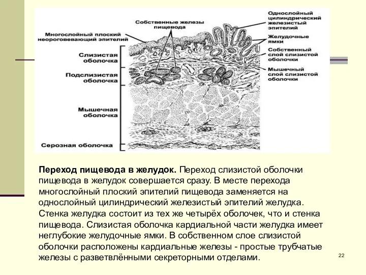 Переход пищевода в желудок. Переход слизистой оболочки пищевода в желудок