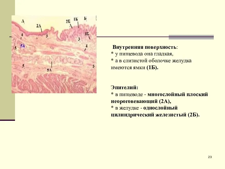 Внутренняя поверхность: * у пищевода она гладкая, * а в