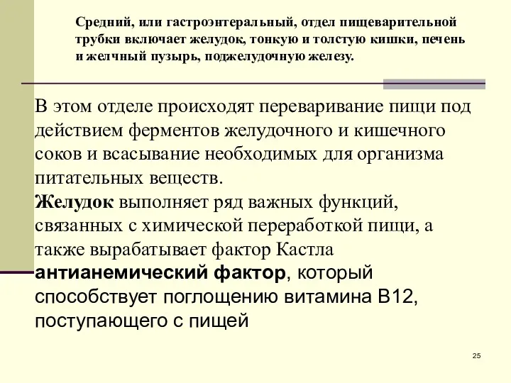 Средний, или гастроэнтеральный, отдел пищеварительной трубки включает желудок, тонкую и