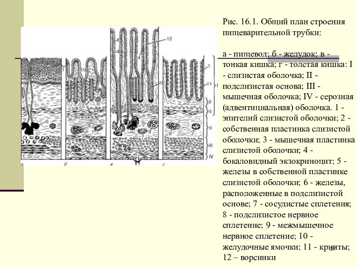 Рис. 16.1. Общий план строения пищеварительной трубки: а - пищевод;