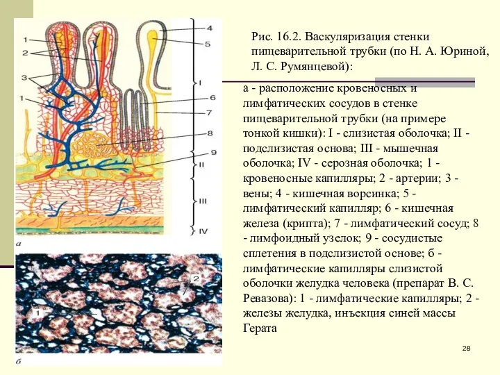 Рис. 16.2. Васкуляризация стенки пищеварительной трубки (по Н. А. Юриной,