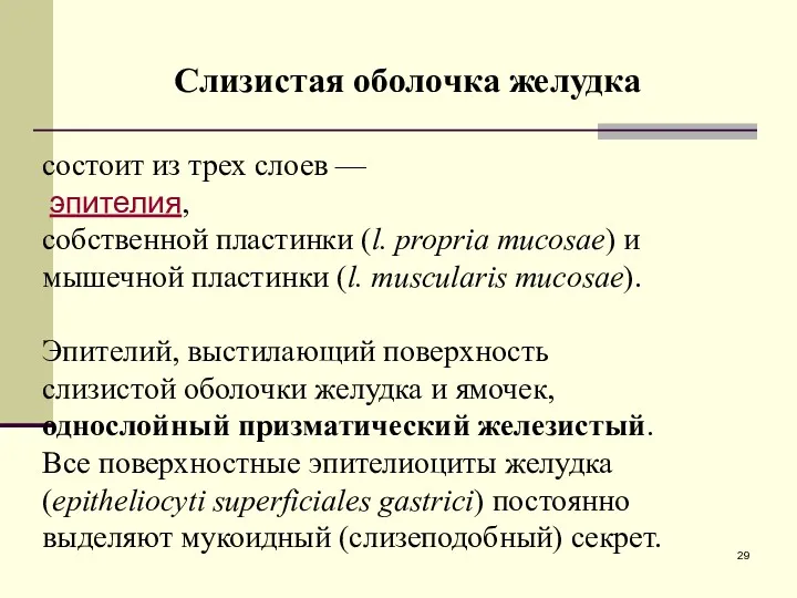 Слизистая оболочка желудка состоит из трех слоев — эпителия, собственной