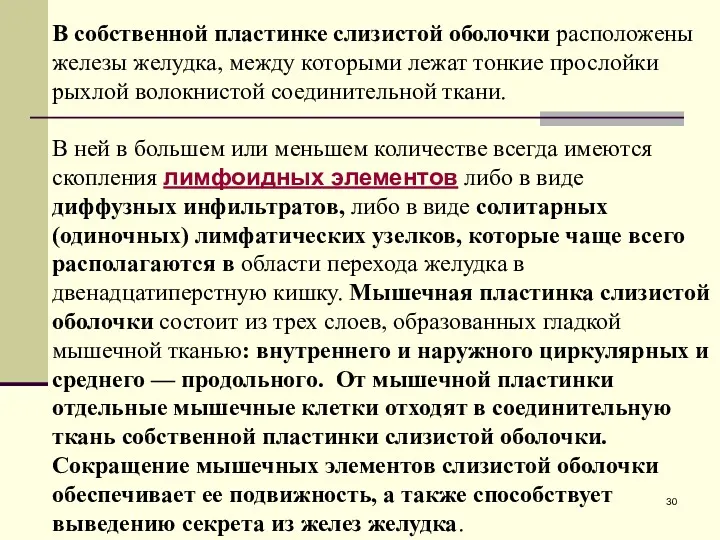 В собственной пластинке слизистой оболочки расположены железы желудка, между которыми