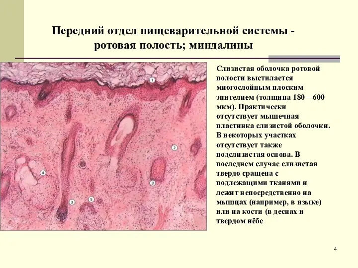 Передний отдел пищеварительной системы - ротовая полость; миндалины Слизистая оболочка