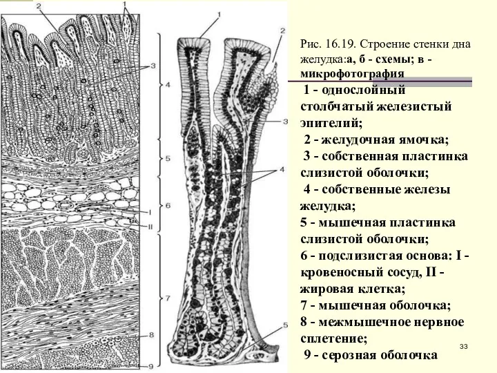 Рис. 16.19. Строение стенки дна желудка:а, б - схемы; в