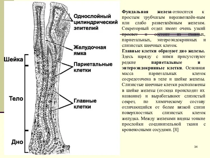 Фундальная железа относится к простым трубчатым неразветвлён-ным или слабо разветвлённым