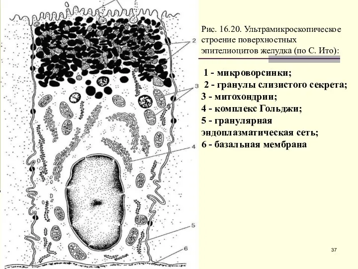 Рис. 16.20. Ультрамикроскопическое строение поверхностных эпителиоцитов желудка (по С. Ито):