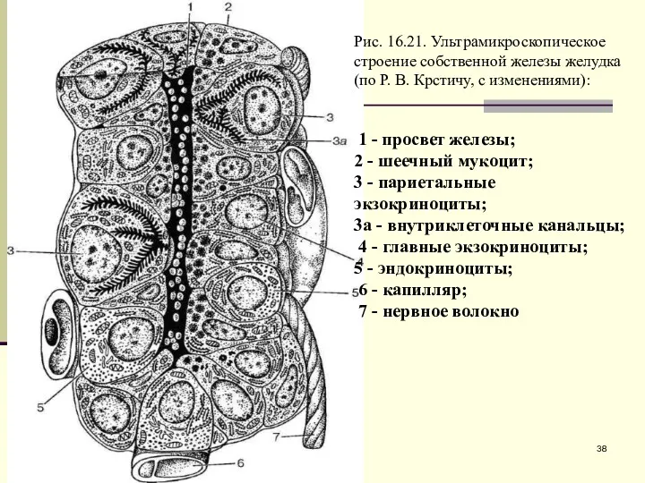 Рис. 16.21. Ультрамикроскопическое строение собственной железы желудка (по Р. В.