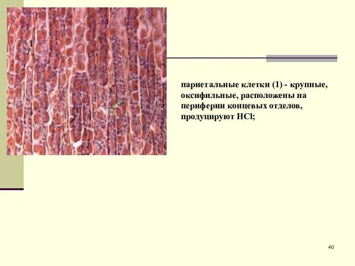 париетальные клетки (1) - крупные, оксифильные, расположены на периферии концевых отделов, продуцируют HCl;