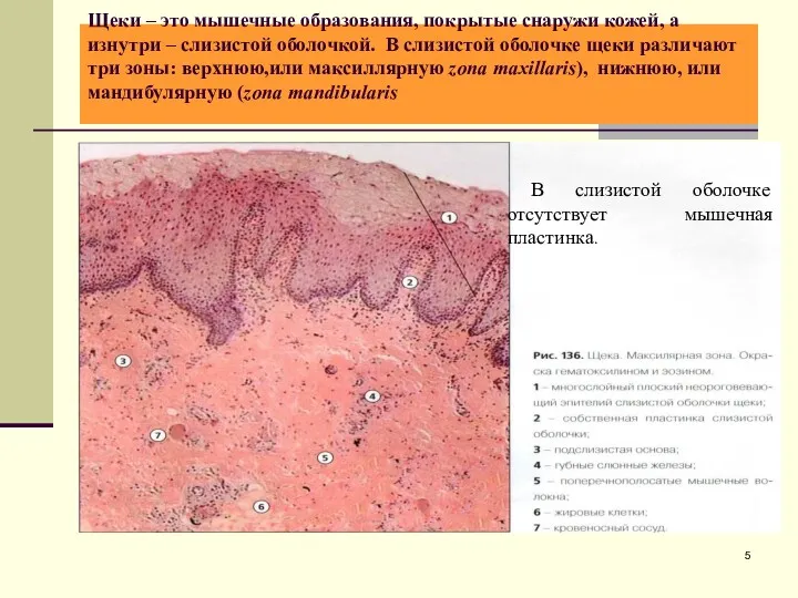 Щеки – это мышечные образования, покрытые снаружи кожей, а изнутри