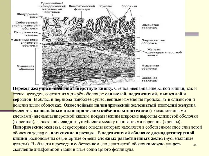 Переход желудка в двенадцатиперстную кишку. Стенка двенадцатиперстной кишки, как и