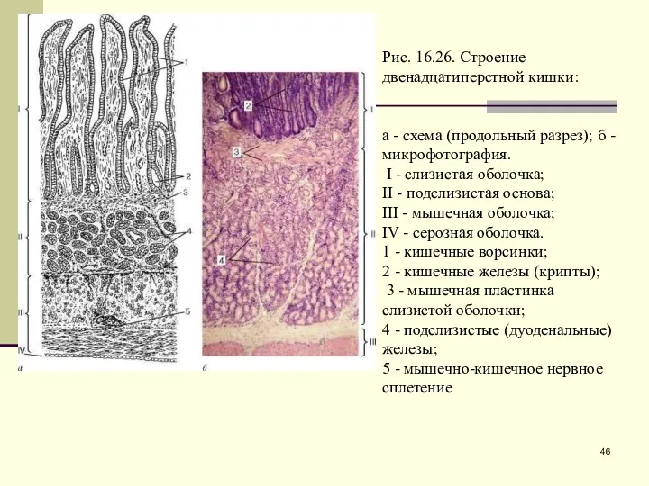 Рис. 16.26. Строение двенадцатиперстной кишки: а - схема (продольный разрез);