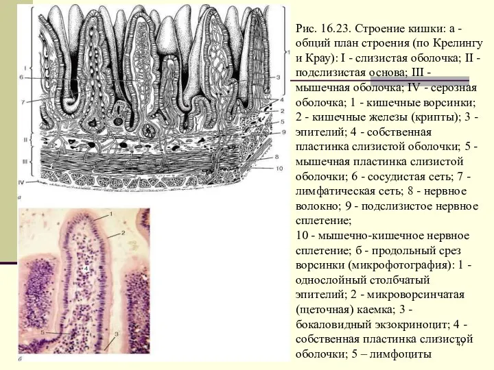 Рис. 16.23. Строение кишки: а - общий план строения (по