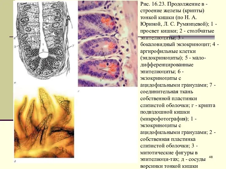 Рис. 16.23. Продолжение в - строение железы (крипты) тонкой кишки