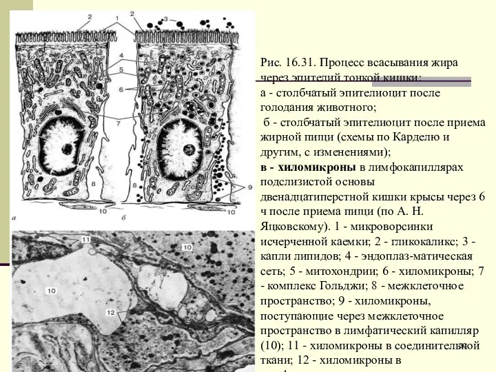 Рис. 16.31. Процесс всасывания жира через эпителий тонкой кишки: а