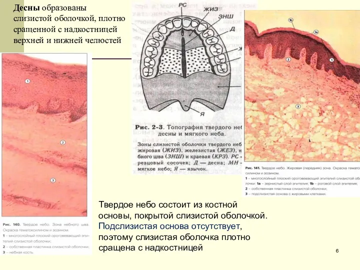 Десны образованы слизистой оболочкой, плотно сращенной с надкостницей верхней и