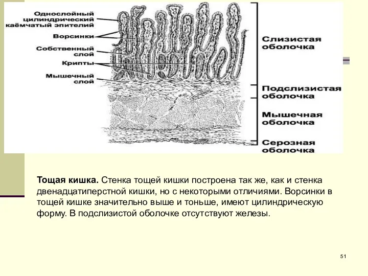 Тощая кишка. Стенка тощей кишки построена так же, как и