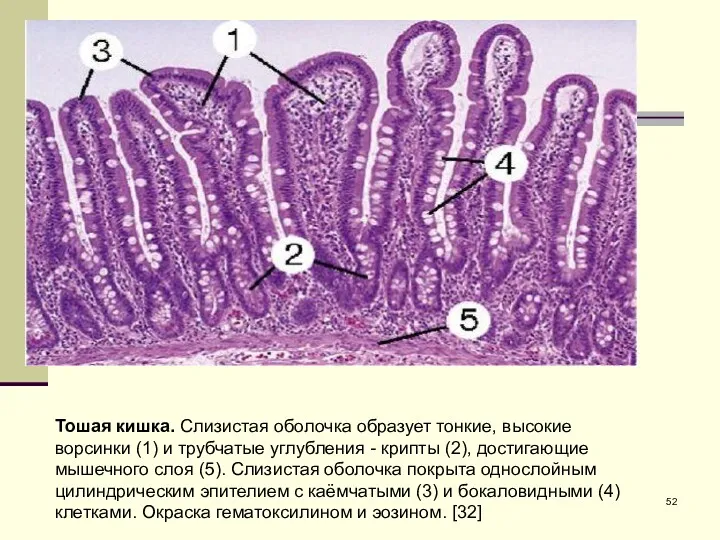 Тошая кишка. Слизистая оболочка образует тонкие, высокие ворсинки (1) и