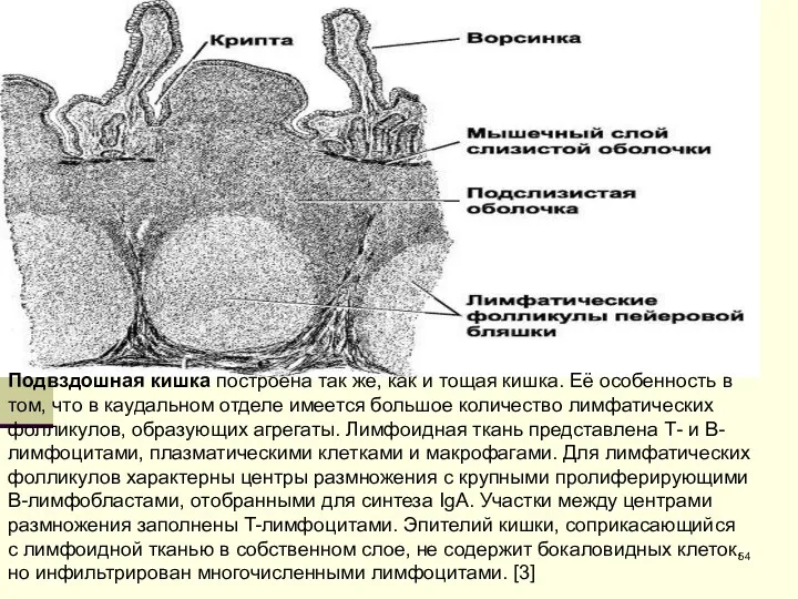 Подвздошная кишка построена так же, как и тощая кишка. Её