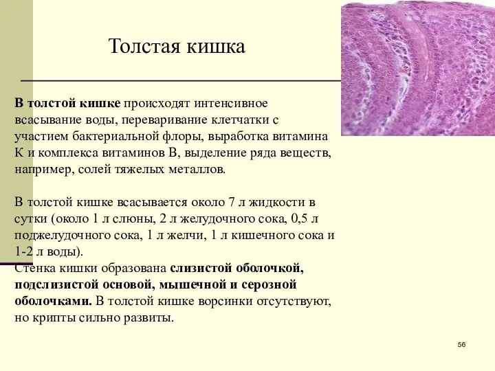 Толстая кишка В толстой кишке происходят интенсивное всасывание воды, переваривание