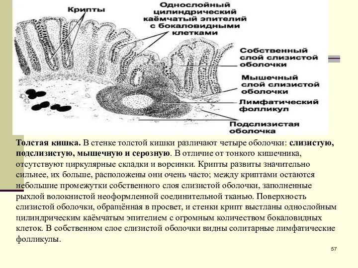 Толстая кишка. В стенке толстой кишки различают четыре оболочки: слизистую,