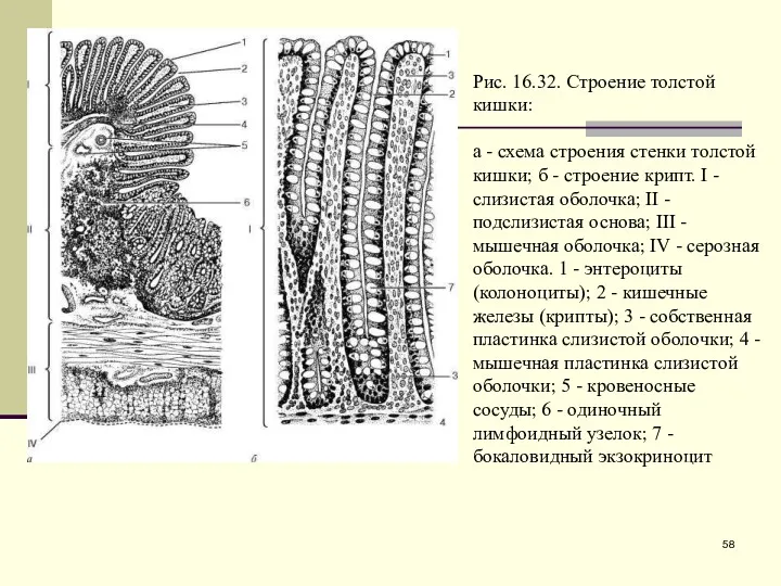 Рис. 16.32. Строение толстой кишки: а - схема строения стенки