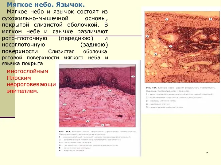 Мягкое небо. Язычок. Мягкое небо и язычок состоят из сухожильно-мышечной