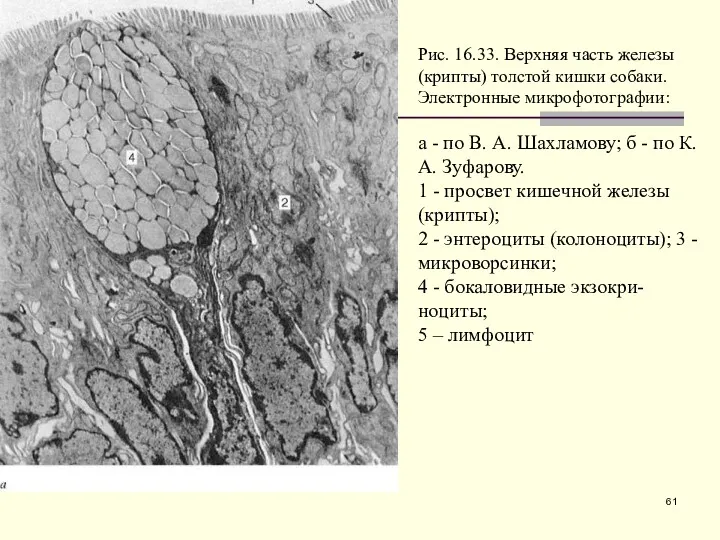 Рис. 16.33. Верхняя часть железы (крипты) толстой кишки собаки. Электронные