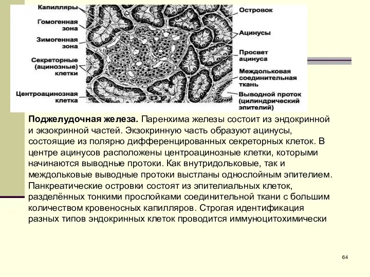 Поджелудочная железа. Паренхима железы состоит из эндокринной и экзокринной частей.