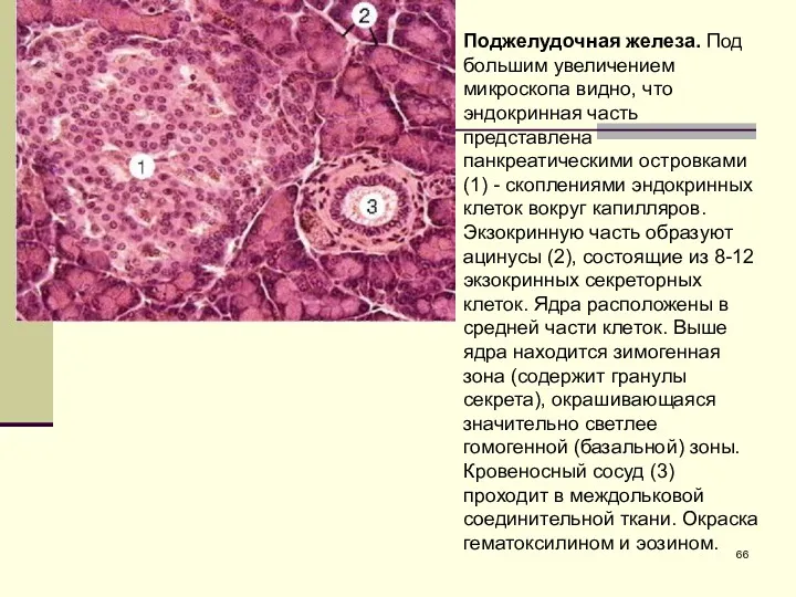 Поджелудочная железа. Под большим увеличением микроскопа видно, что эндокринная часть