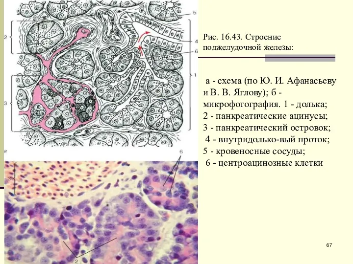 Рис. 16.43. Строение поджелудочной железы: а - схема (по Ю.