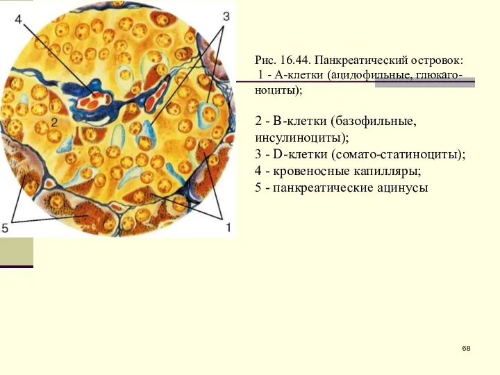 Рис. 16.44. Панкреатический островок: 1 - А-клетки (ацидофильные, глюкаго-ноциты); 2