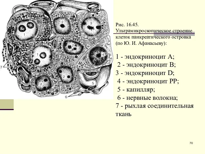 Рис. 16.45. Ультрамикроскопическое строение клеток панкреатического островка (по Ю. И.